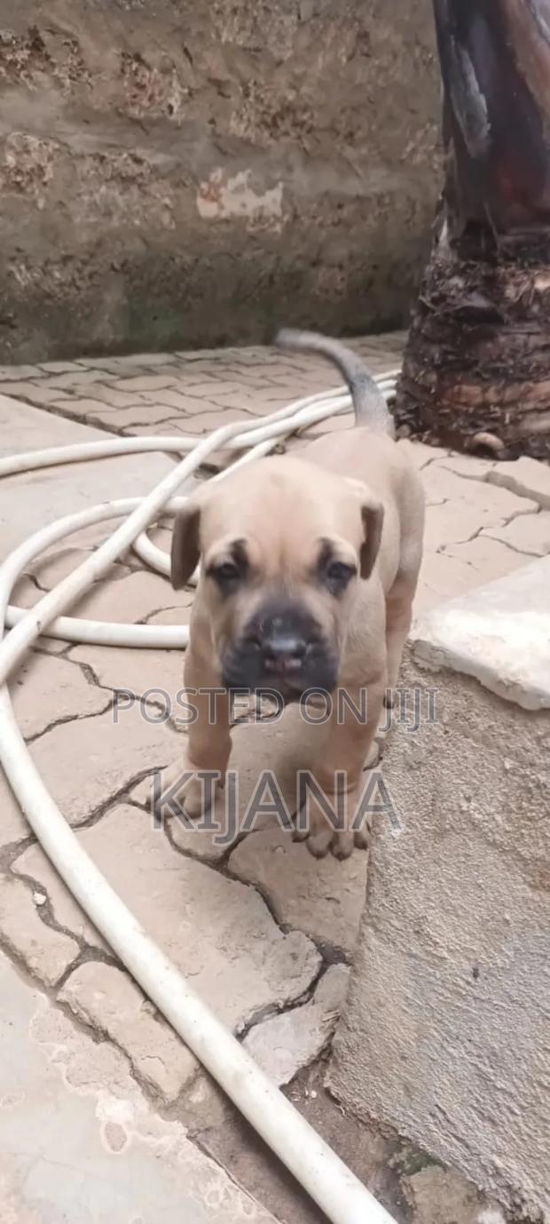 1-3 months Male Purebred Boerboel - thumbnail 7