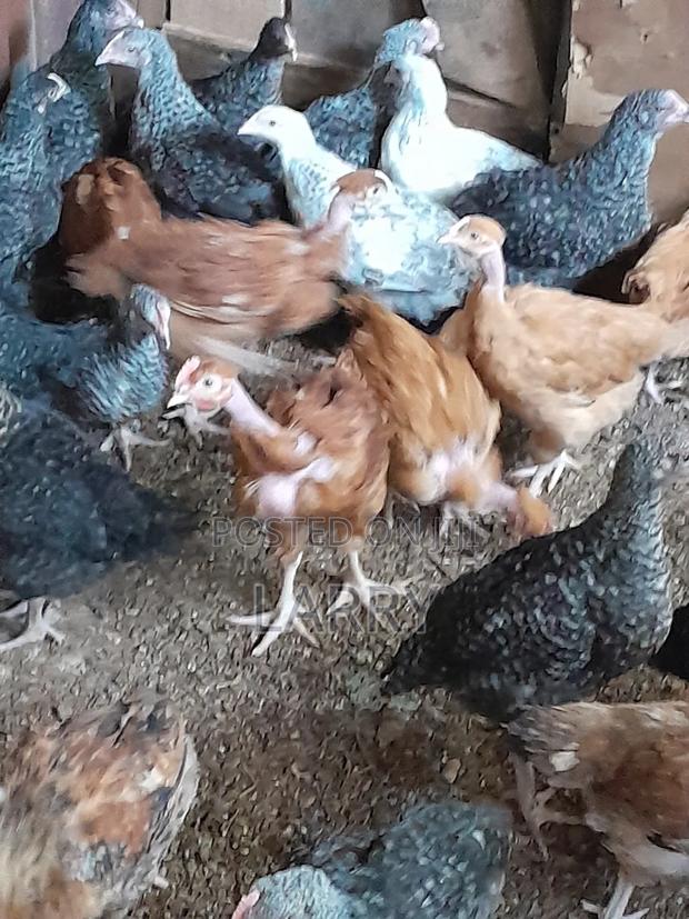 Kenbro Chicken - main view