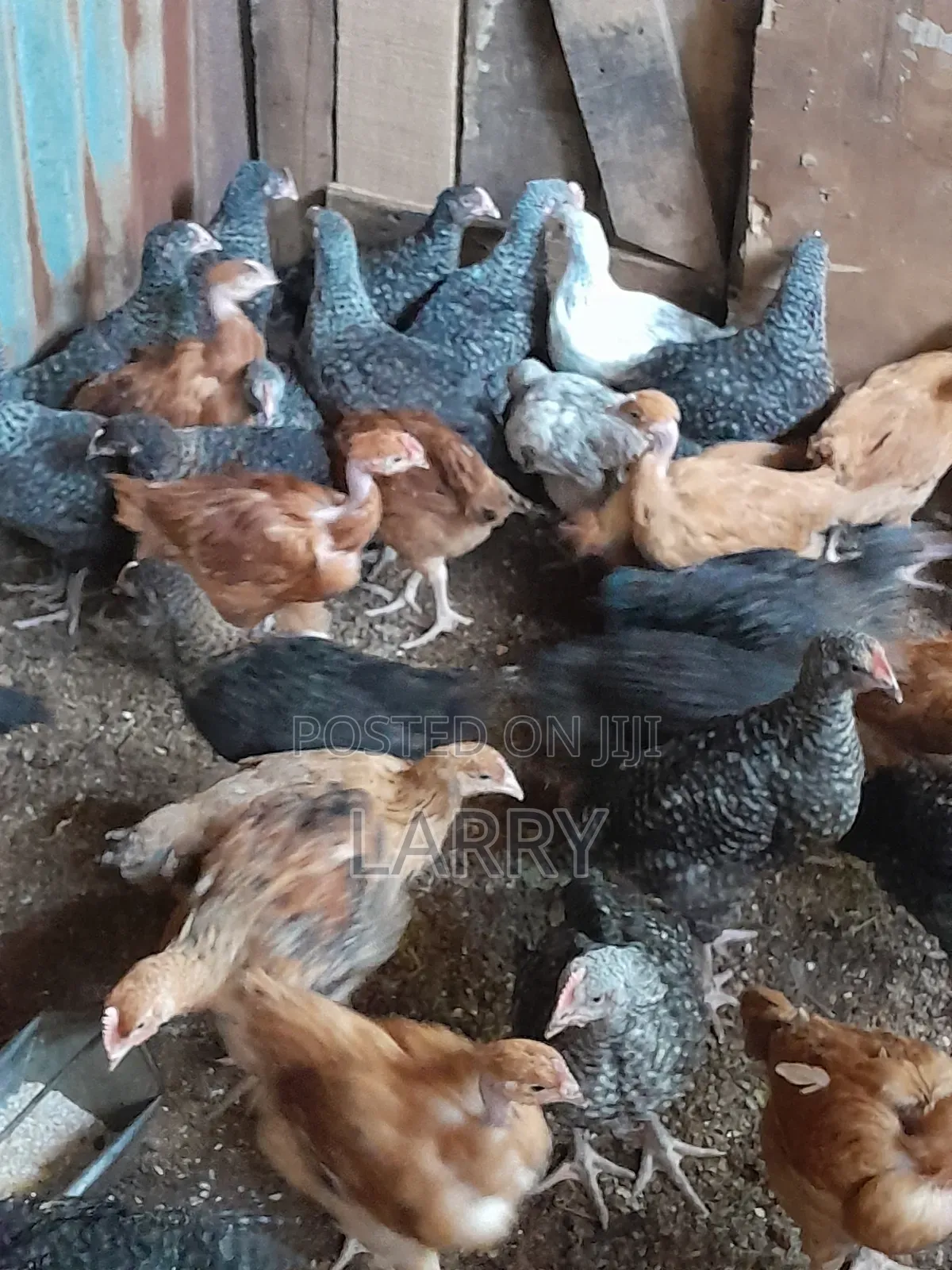 Kenbro Chicken