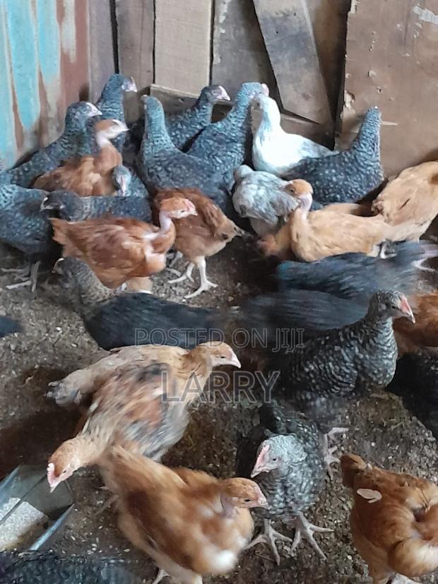 Kenbro Chicken - thumbnail 3