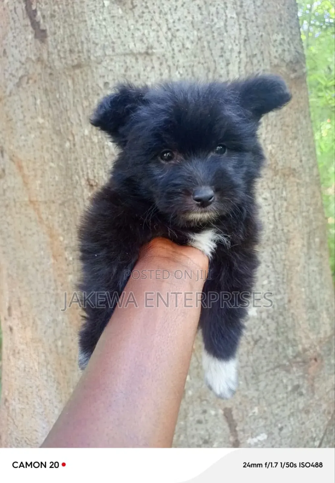 1-3 months Male Purebred Japanese Spitz