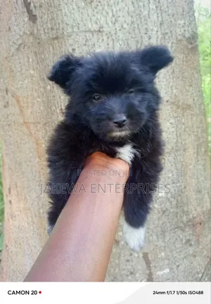 1-3 months Male Purebred Japanese Spitz