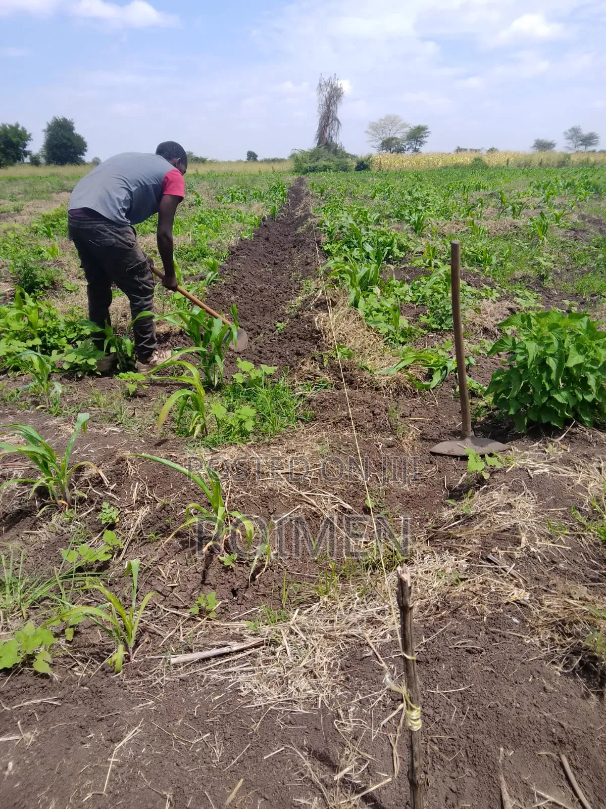 2 Acres With a Borehole.