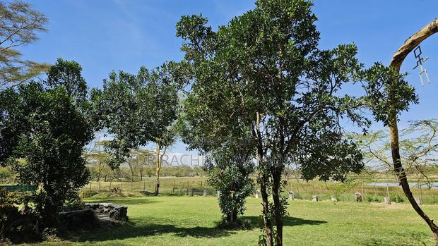 Prime Campsite for Sale Touching Lake Elementaita - thumbnail 7