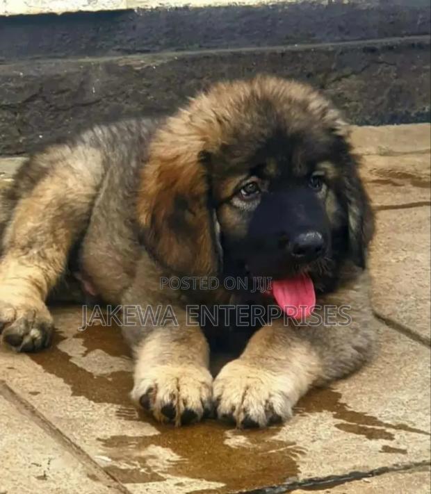 1-3 months Male Purebred Caucasian Shepherd - main view