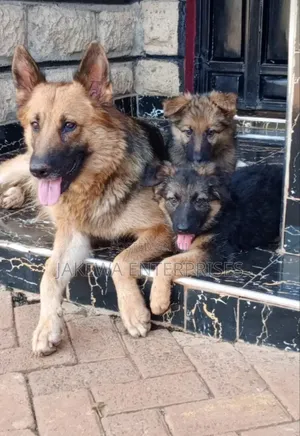1-3 months Female Purebred German Shepherd