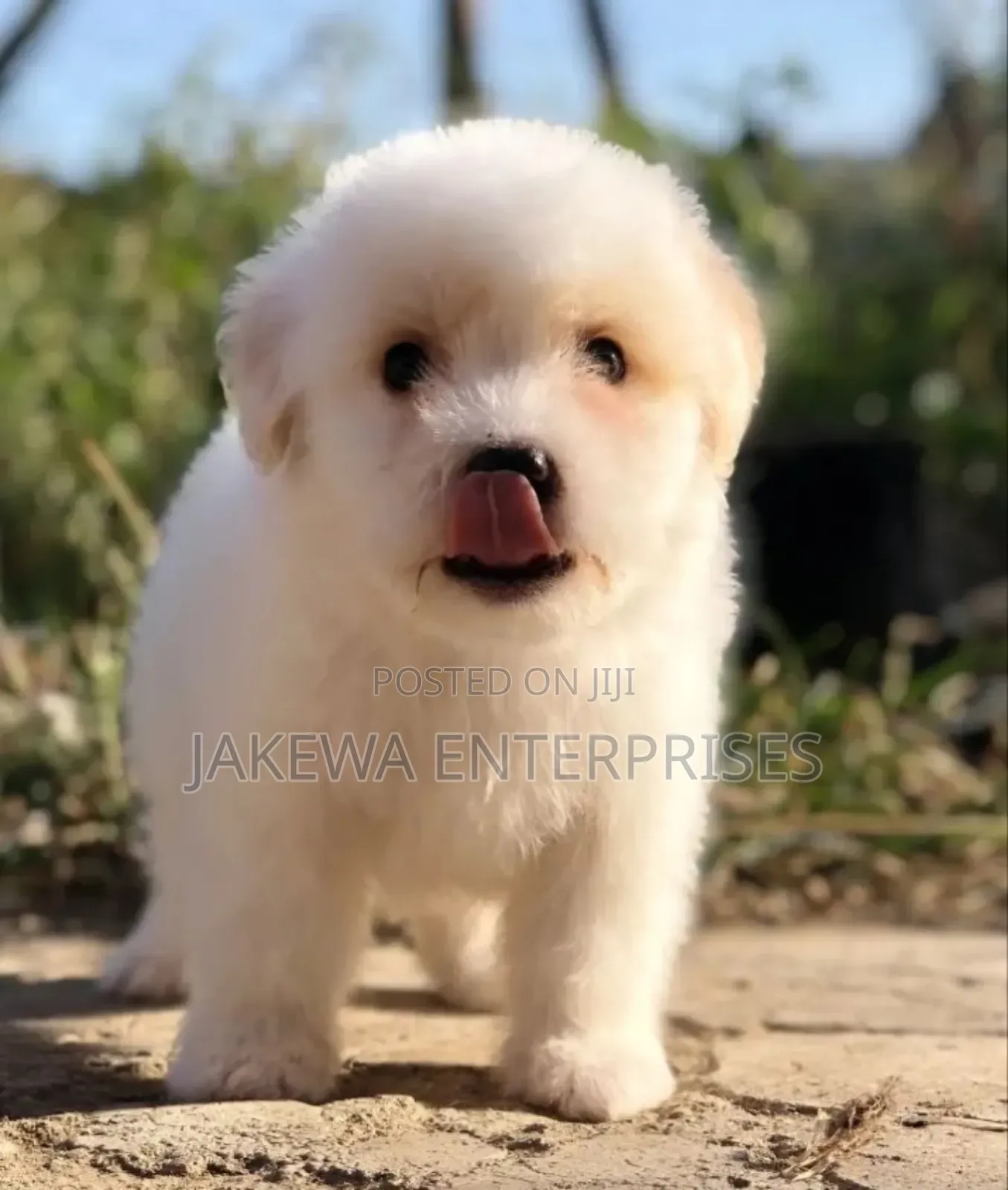 1-3 months Male Purebred Havanese