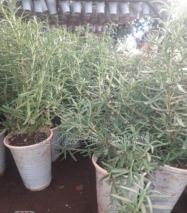 Rosemary Mint,Fruit Trees for Sale - main view