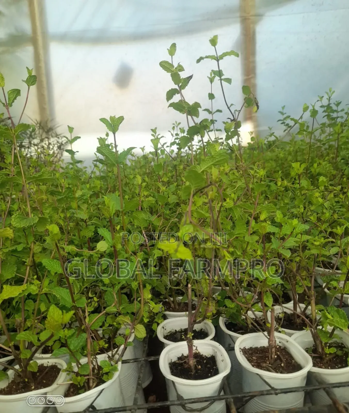 Rosemary Mint,Fruit Trees for Sale