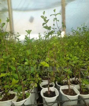 Rosemary Mint,Fruit Trees for Sale
