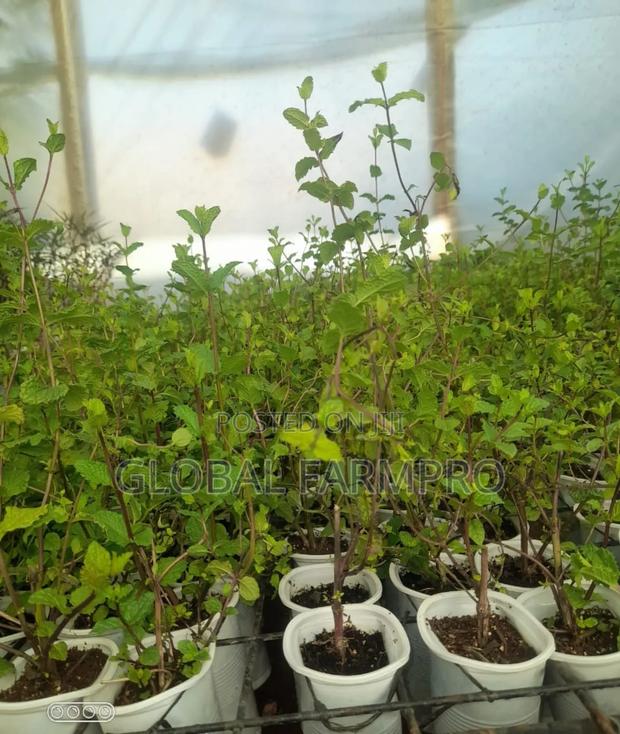 Rosemary Mint,Fruit Trees for Sale - thumbnail 2