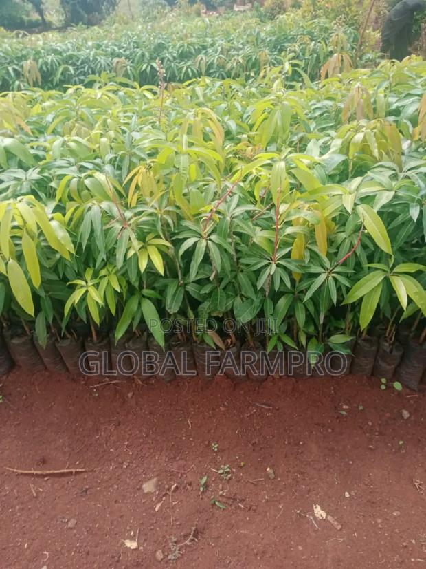 Rosemary Mint,Fruit Trees for Sale - thumbnail 3