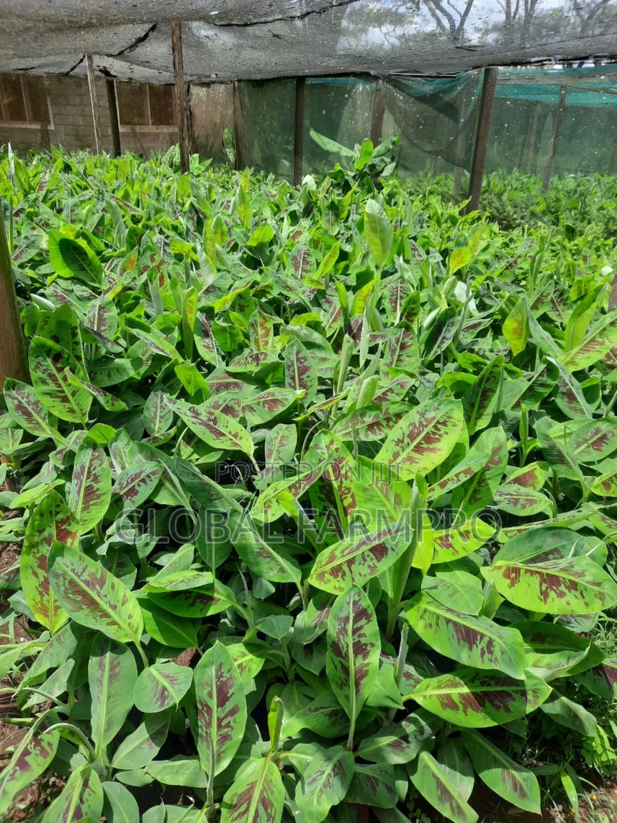Rosemary Mint,Fruit Trees for Sale