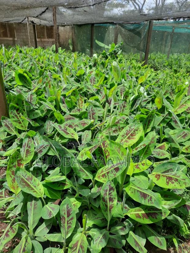 Rosemary Mint,Fruit Trees for Sale - thumbnail 4