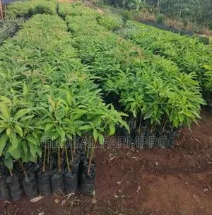 Rosemary Mint,Fruit Trees for Sale
