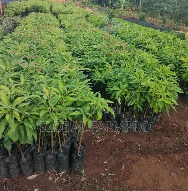 Rosemary Mint,Fruit Trees for Sale - thumbnail 5