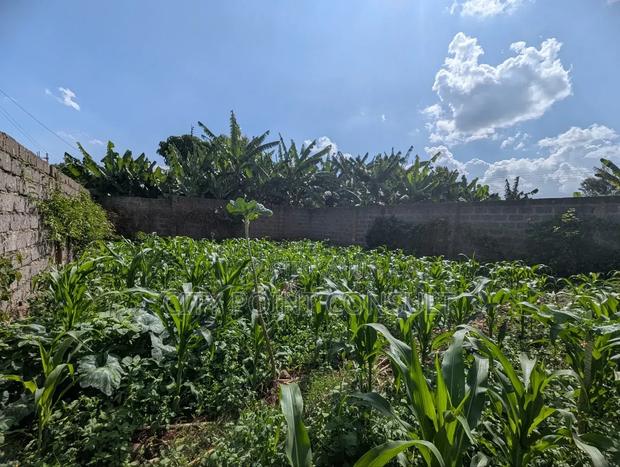 40 by 100 Plot in Kihingo Kiambu Town - thumbnail 2