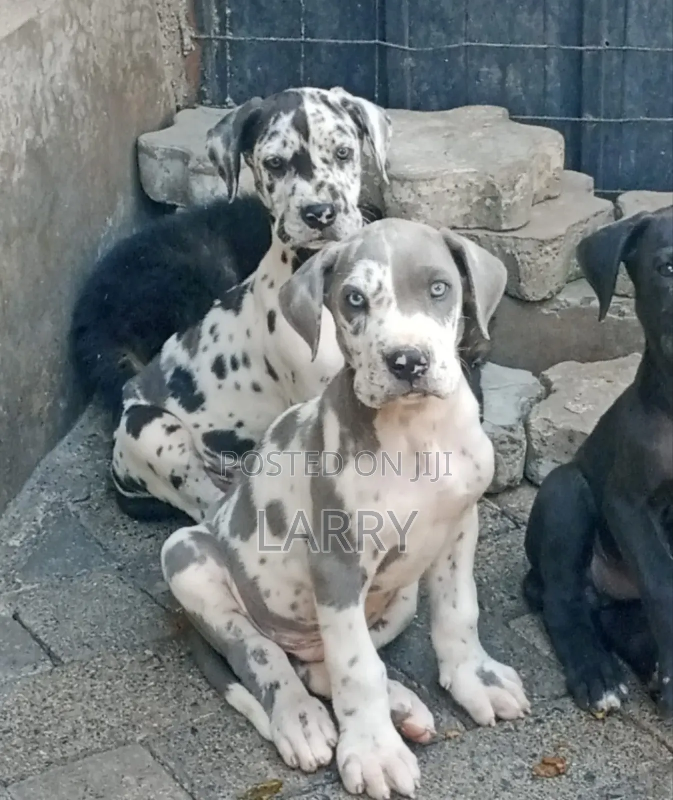 1-3 months Male Purebred Great Dane