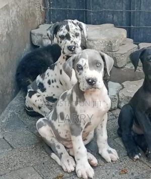 1-3 months Male Purebred Great Dane - thumbnail 2