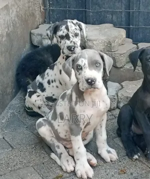 1-3 months Male Purebred Great Dane