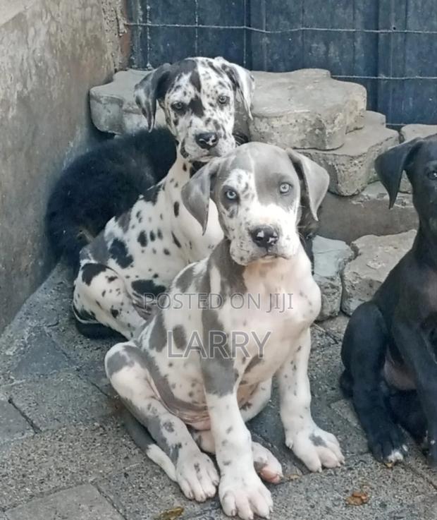 1-3 months Male Purebred Great Dane - main view