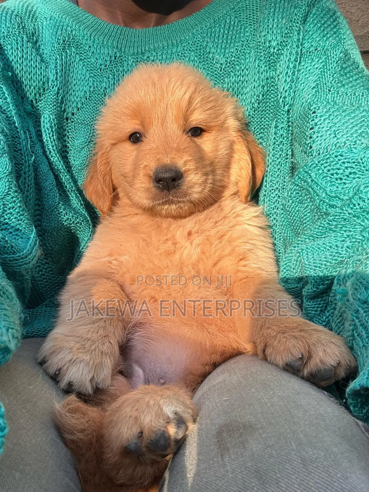 1-3 months Male Purebred Golden Retriever