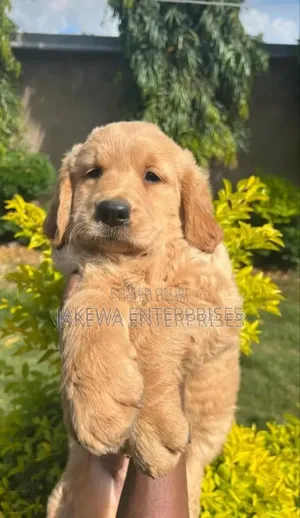 1-3 months Female Purebred Golden Retriever