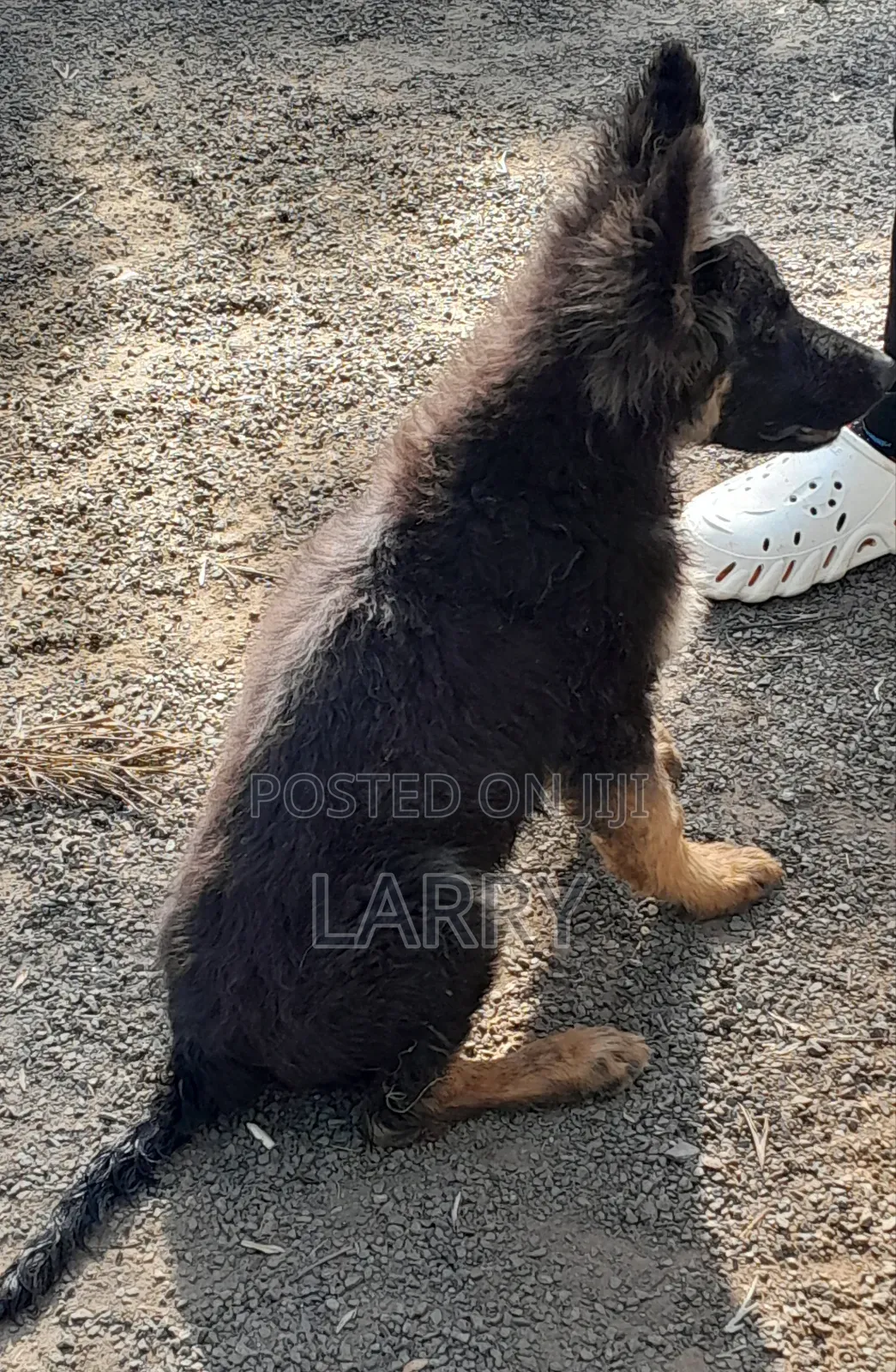 1-3 months Male Purebred German Shepherd
