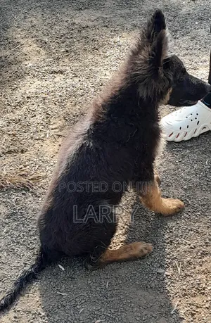1-3 months Male Purebred German Shepherd