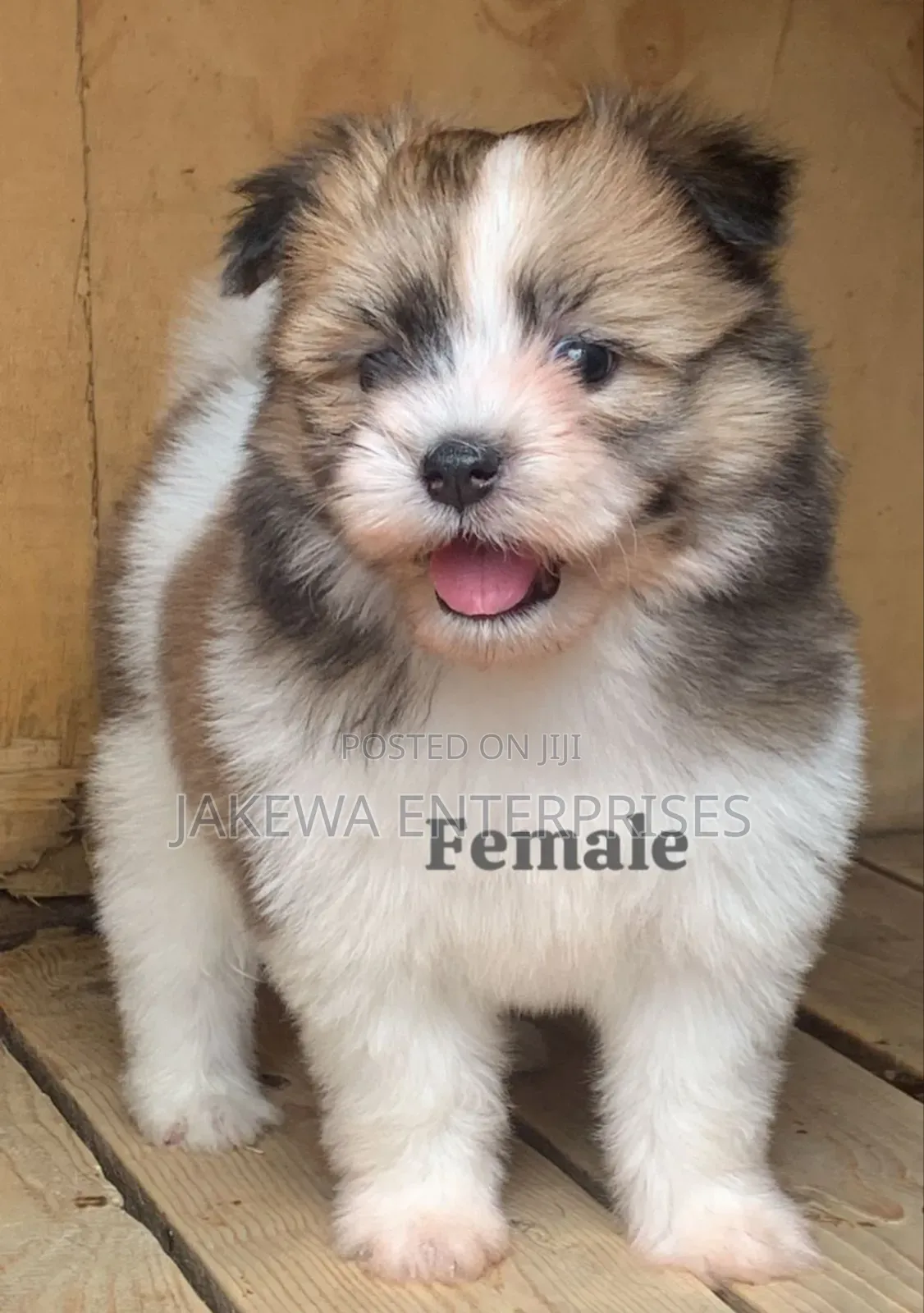 1-3 months Female Purebred Havanese