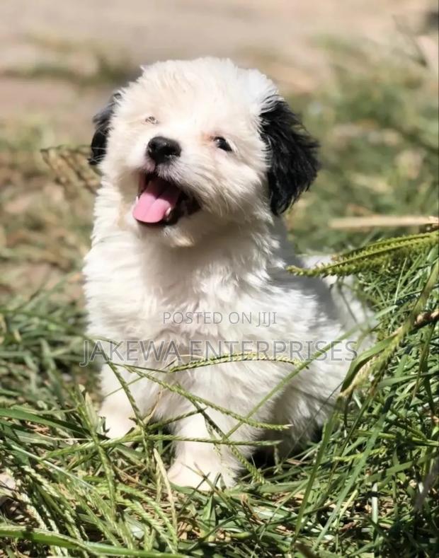 1-3 months Male Purebred Havanese - main view