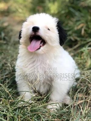 1-3 months Male Purebred Havanese - main view