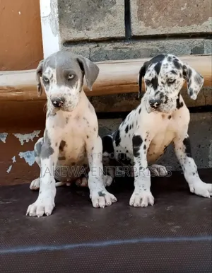 1-3 months Female Purebred Great Dane
