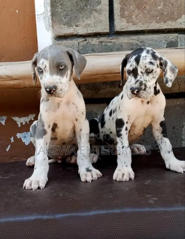 1-3 months Female Purebred Great Dane