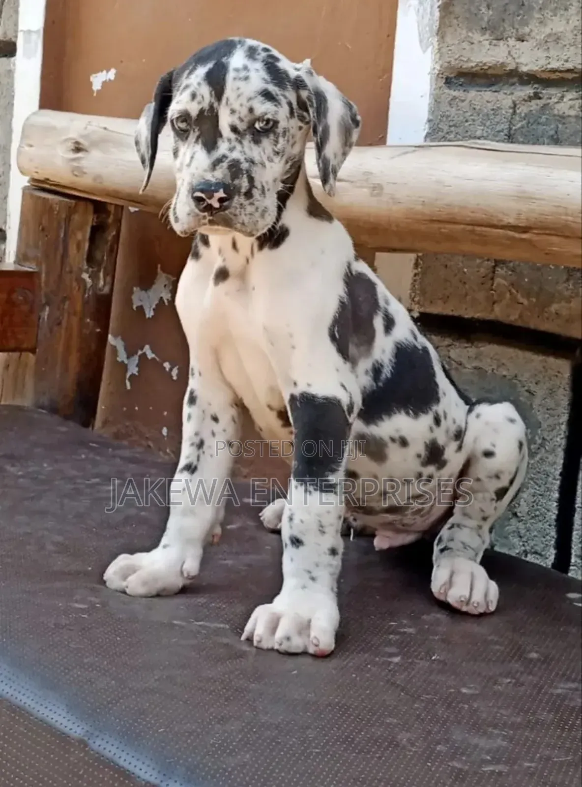 1-3 months Male Purebred Great Dane