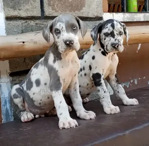 1-3 months Female Purebred Great Dane