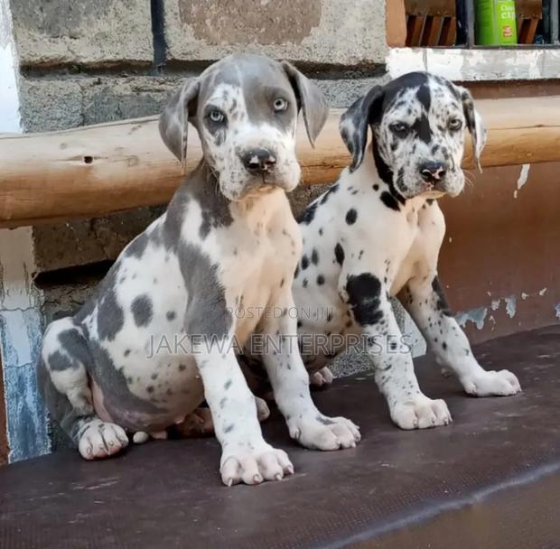 1-3 months Female Purebred Great Dane