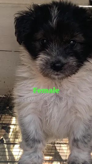 1-3 months Female Purebred Havanese
