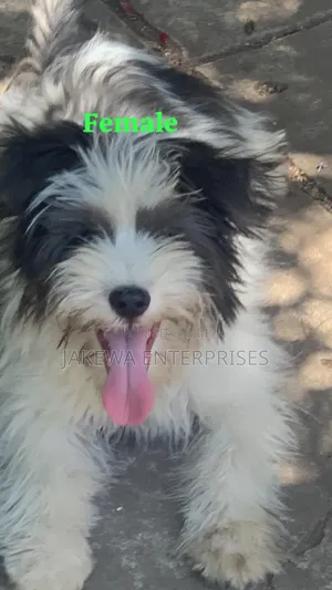 1-3 months Female Purebred Havanese