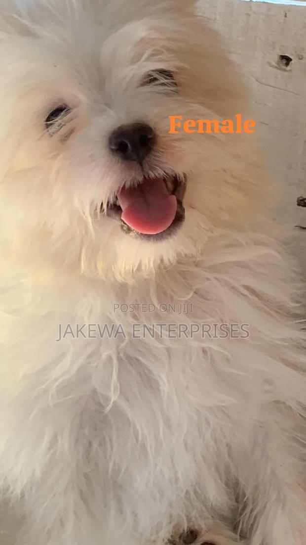 1-3 months Female Purebred Havanese