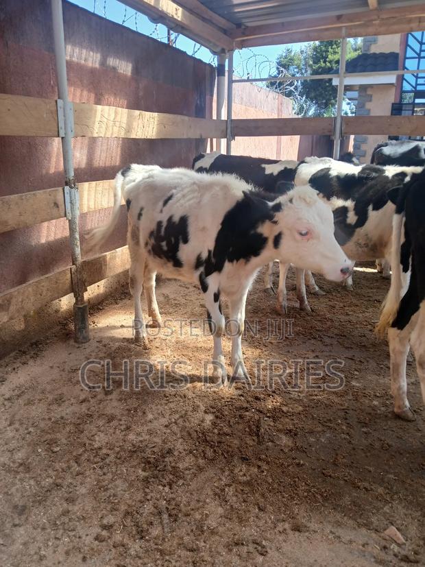 Pedigree Calves - thumbnail 3