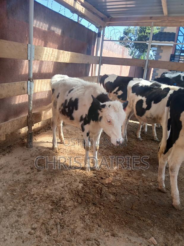 Pedigree Calves - thumbnail 4