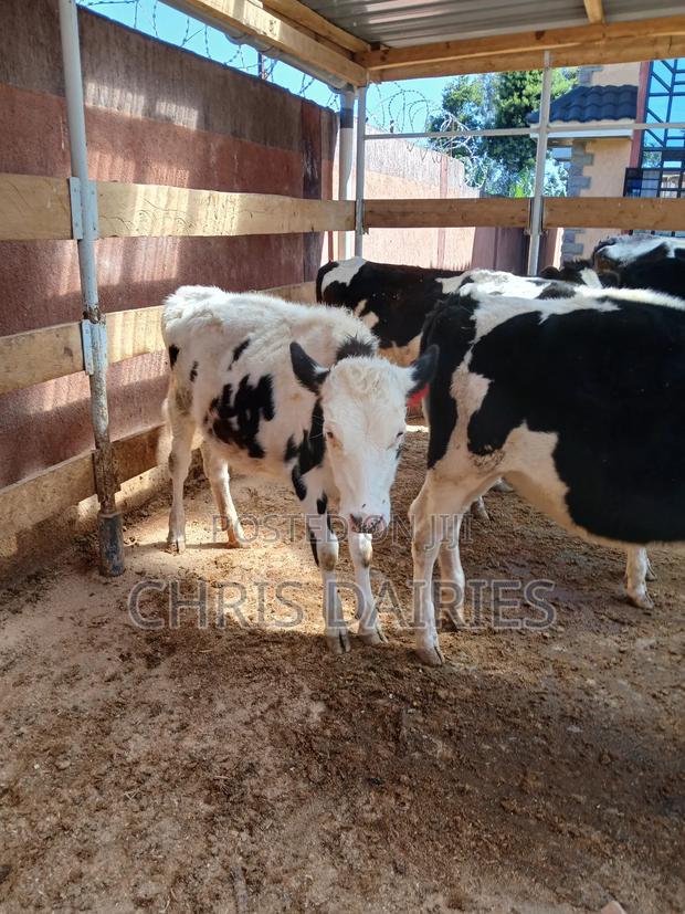 Pedigree Calves - thumbnail 5