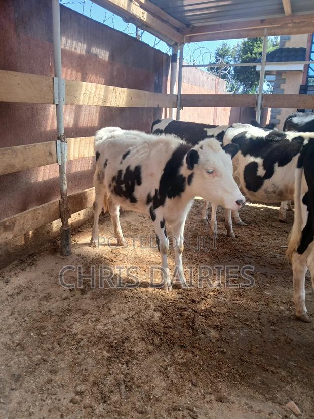 Pedigree Calves - thumbnail 6