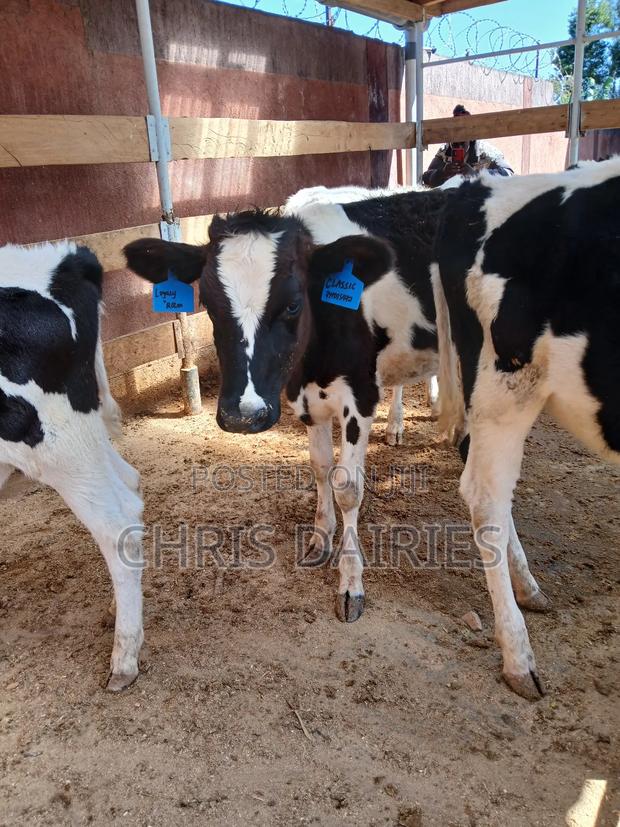 Pedigree Calves - thumbnail 7
