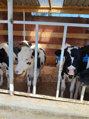 Pedigree Calves - thumbnail 2