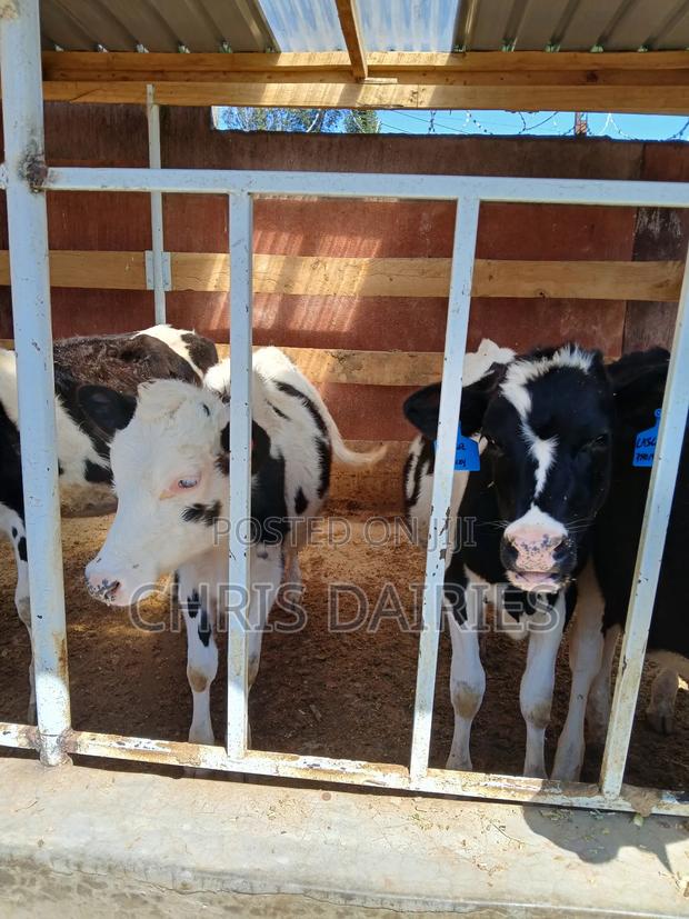 Pedigree Calves - thumbnail 8