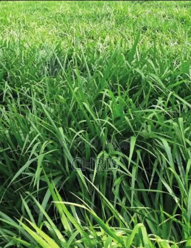 Brachiaria Root Splits –High Protein Grass More Milk Meat!