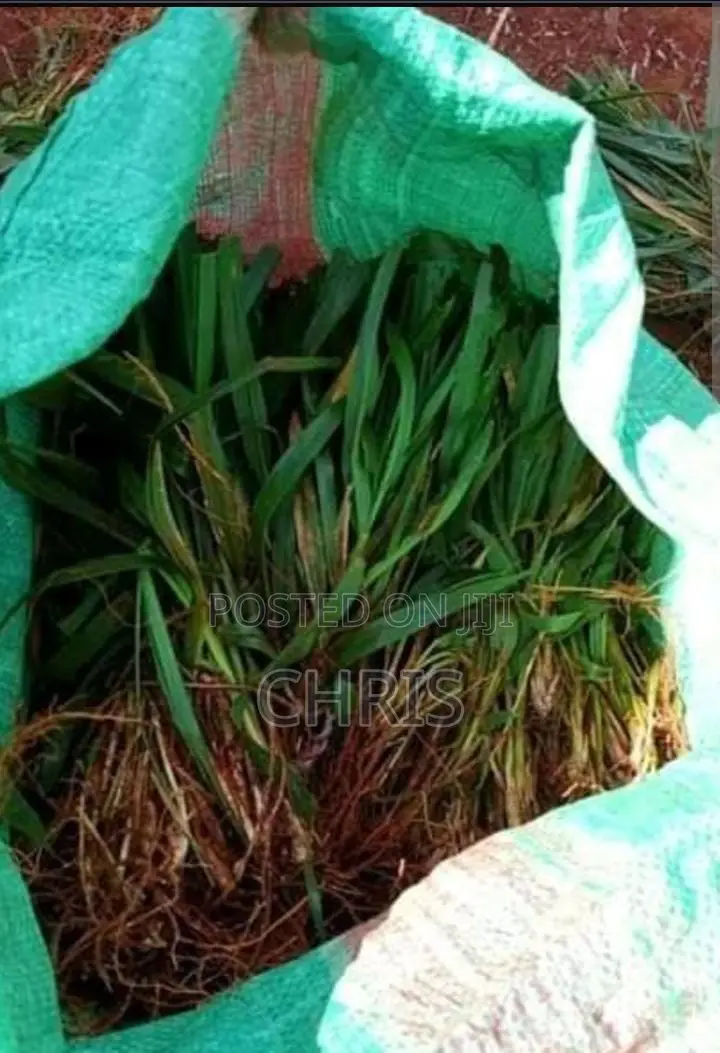 Brachiaria Root Splits –High Protein Grass More Milk Meat!
