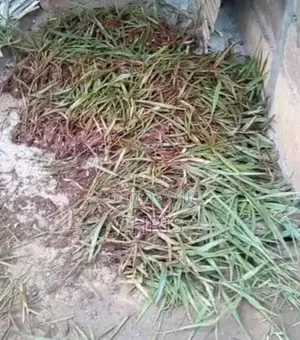Brachiaria Root Splits –High Protein Grass More Milk Meat!